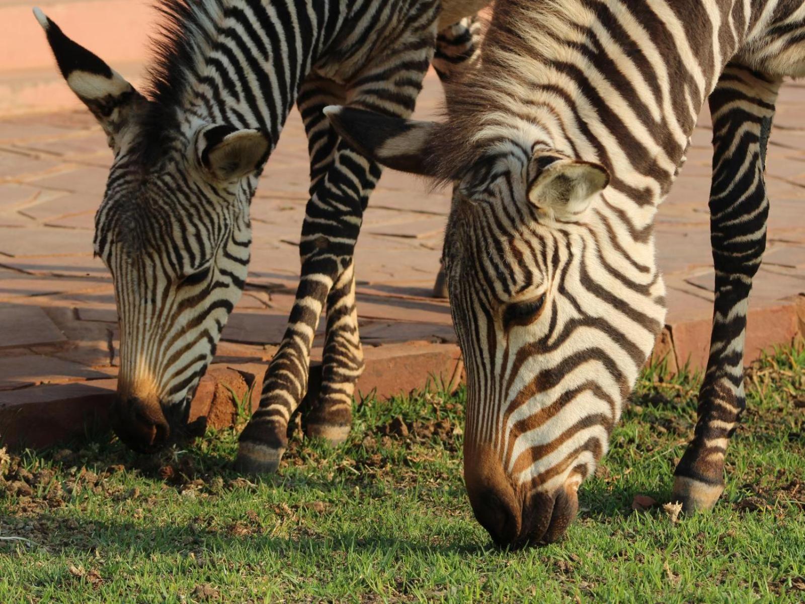 We Kebi Safari Lodge Sesriem Εξωτερικό φωτογραφία